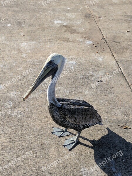 Bird Big Bird Hungry Bird Free Photos