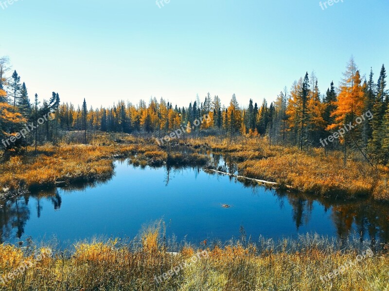 Autumn Bog Nature Forest Marsh