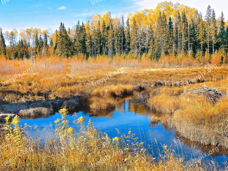 Autumn Bog Nature Forest Landscape