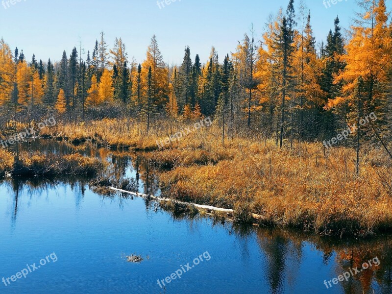 Autumn Bog Nature Landscape Forest