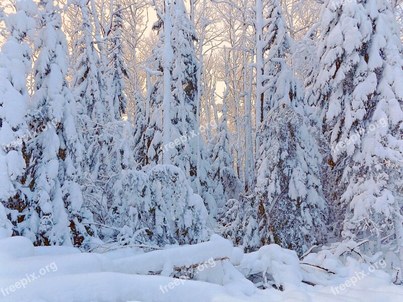 Winter Wonderland Snow Christmas Forest