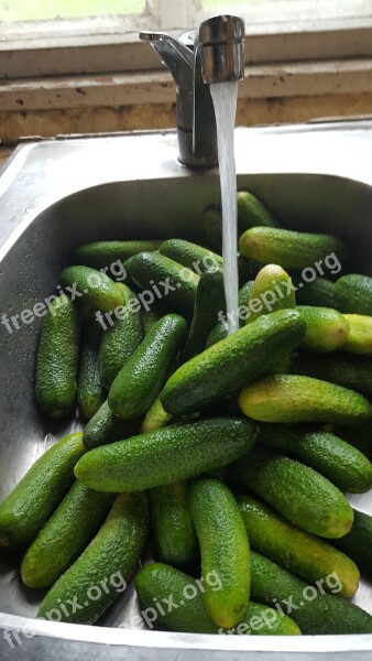 Cucumber Summer Vegetables Green Food