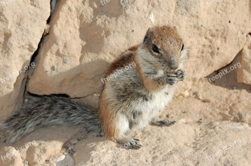 The Squirrel Feurteventura Rodent Cutie Free Photos