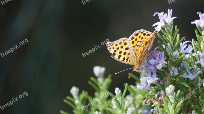 Butterfly South Nature Summer Insect