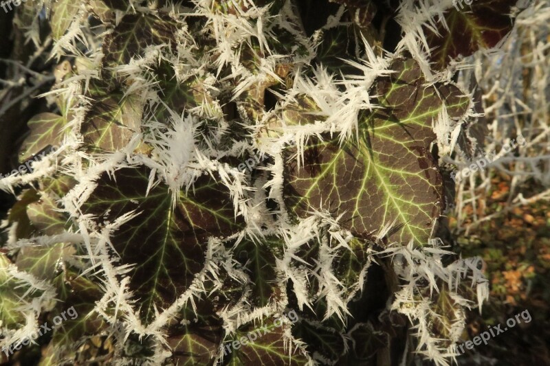 Plant Ice Winter Frozen Frost