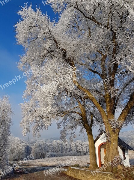 Winter Cold Wintry Forest Winter Cold