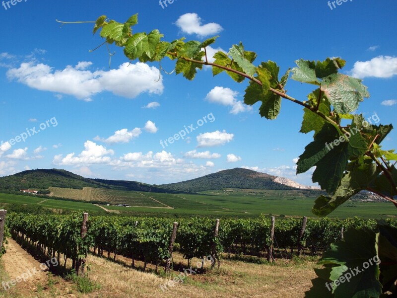 Grape Tendril Vineyard Szársomlyó Villány