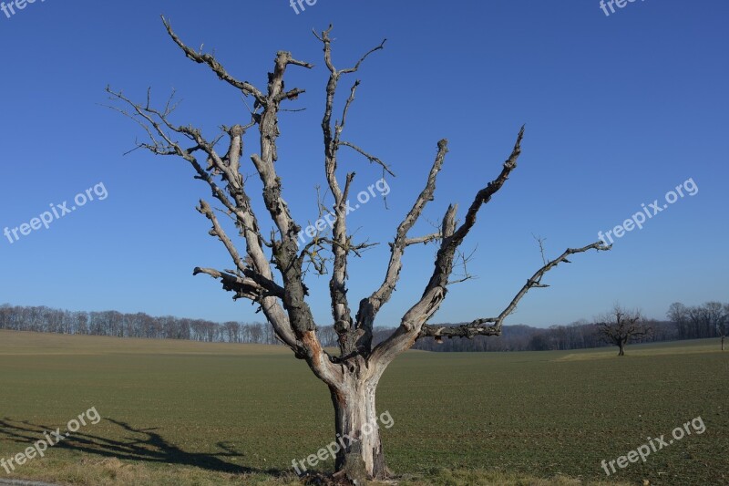 Winter Dead Plant Tree Kahl Landscape