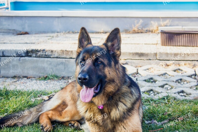 German Shepherd Dog Dogs Animal Is Watching