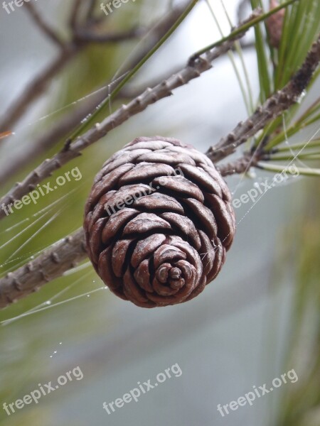 Pineapple Pine Fog Winter Moisture