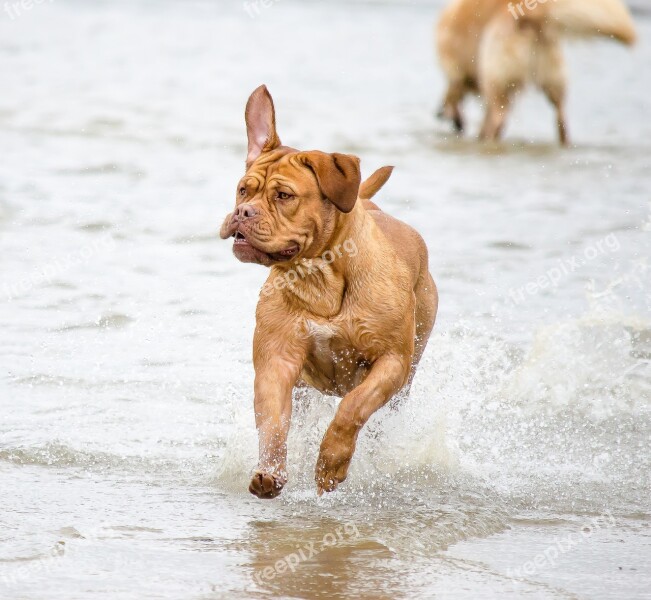 Dog Beach Pet Big Dog North Sea