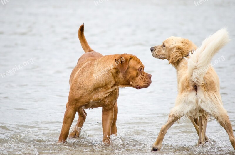 Dog Golden Retriever Beach Pet Big Dog