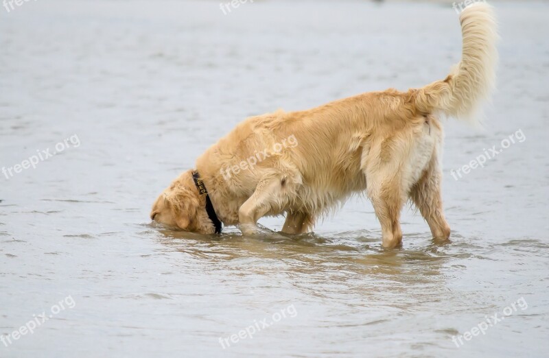 Dog Golden Retriever Beach Pet Big Dog