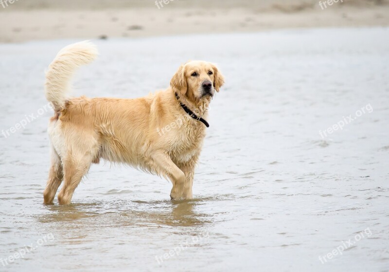 Dog Golden Retriever Beach Pet Big Dog