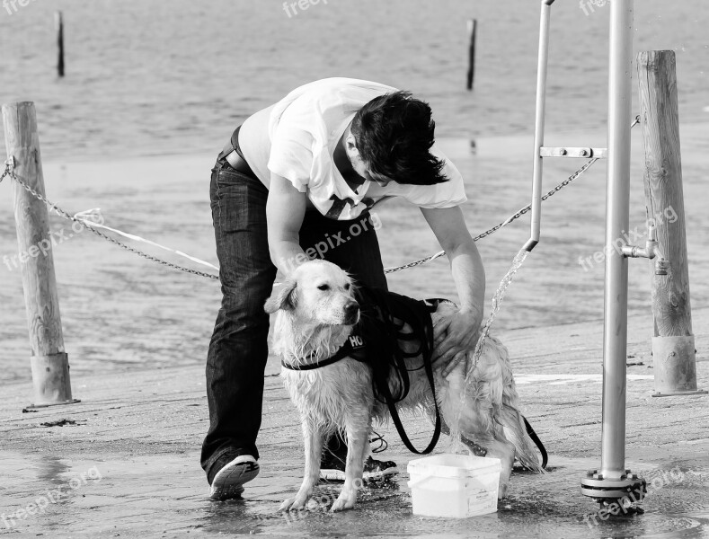 Human Dog Golden Retriever Beach Pet