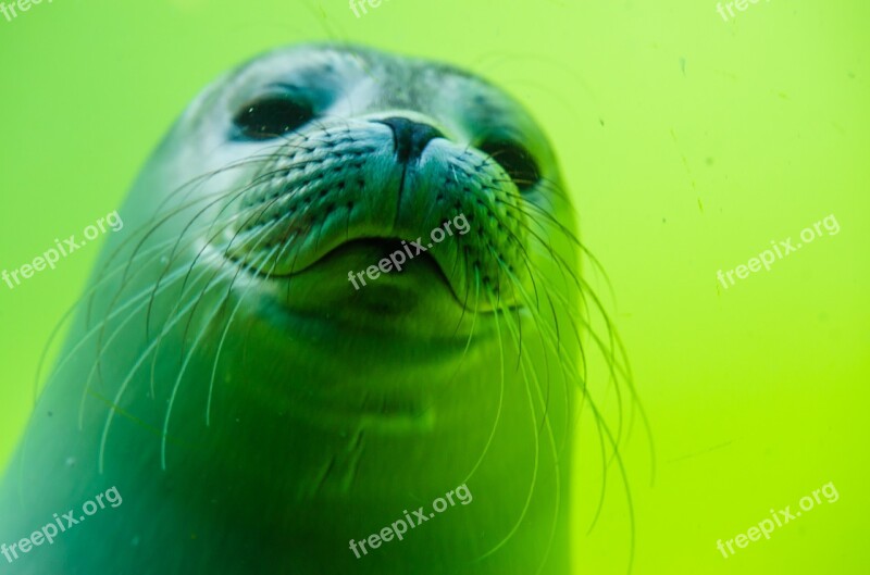 Crawl Seal North Sea White Robbe Seal Baby