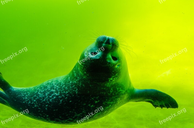 Crawl Seal North Sea White Robbe Seal Baby