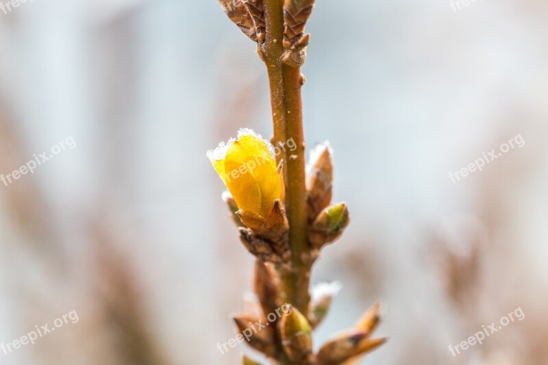 Winter Frost Spring Awakening Blossom