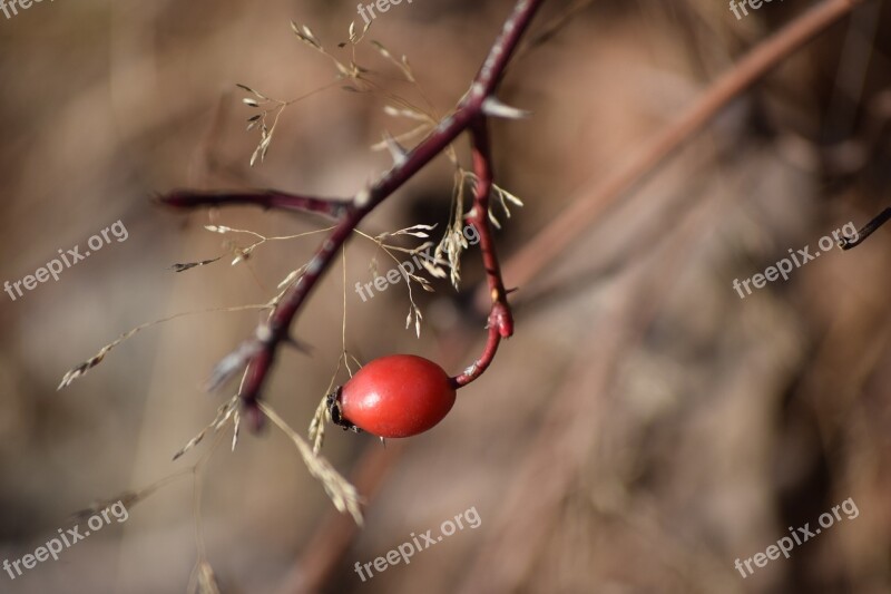 Rosehip Mountain Branch Shrub Nature