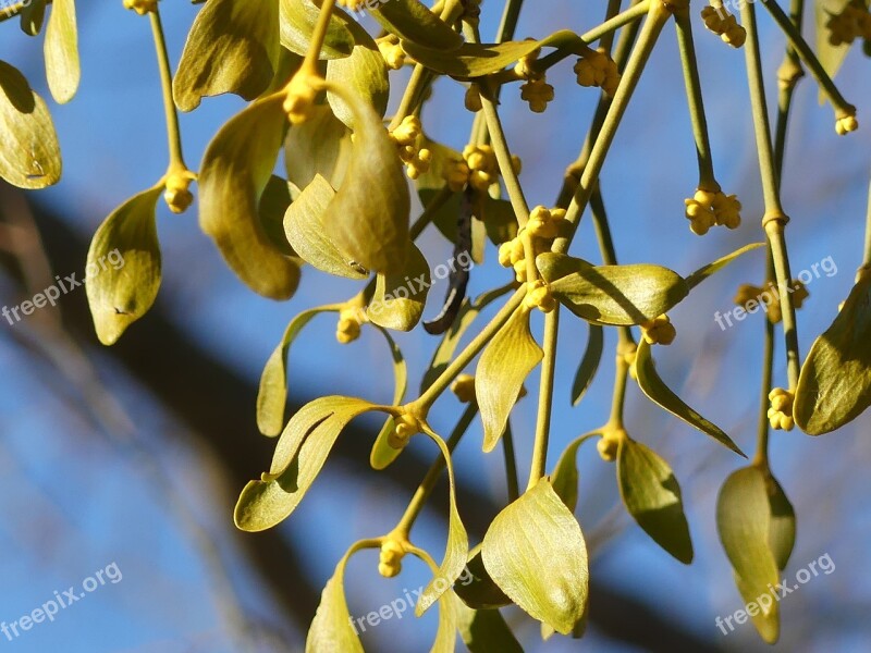 Mistletoe Parasite Plant Christmas Plant Branch