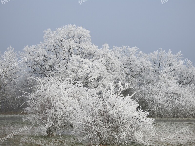 Nature Icing Winter Frost Beauty