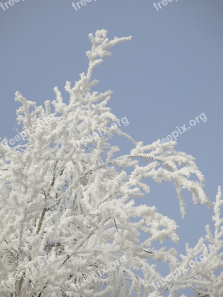 Nature Icing Winter Frost Beauty