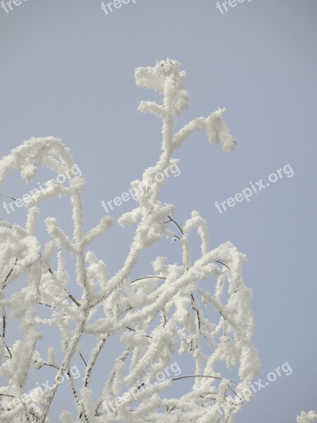 Nature Icing Winter Frost Beauty