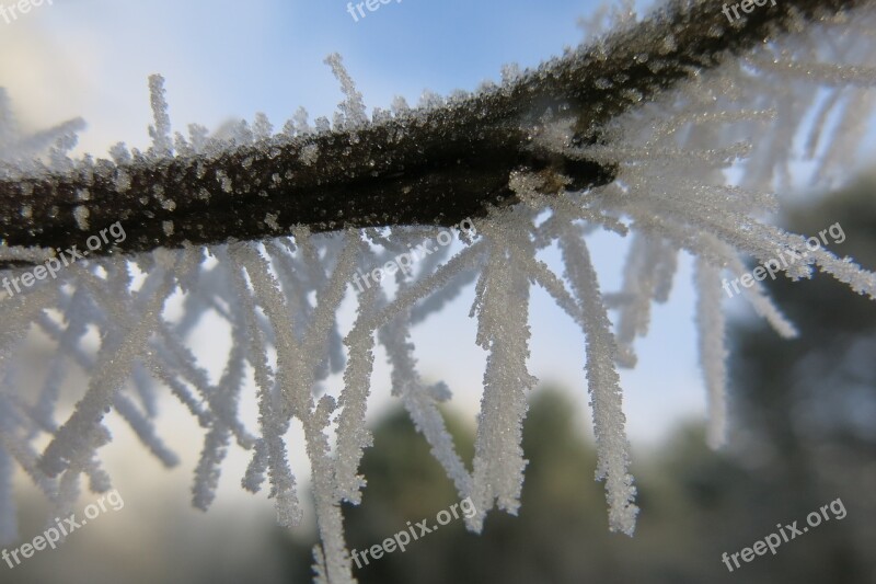 Nature Icing Winter Frost Beauty