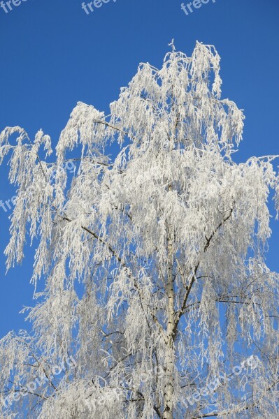 Nature Icing Winter Frost Beauty