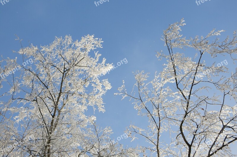 Nature Icing Winter Frost Beauty