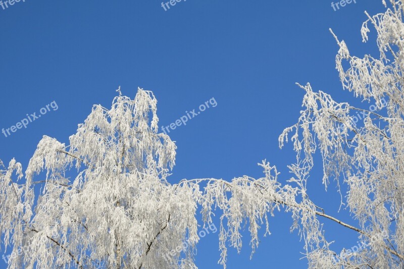 Nature Icing Winter Frost Beauty