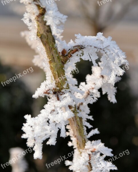 Winter Frost Plant Ice Wintry