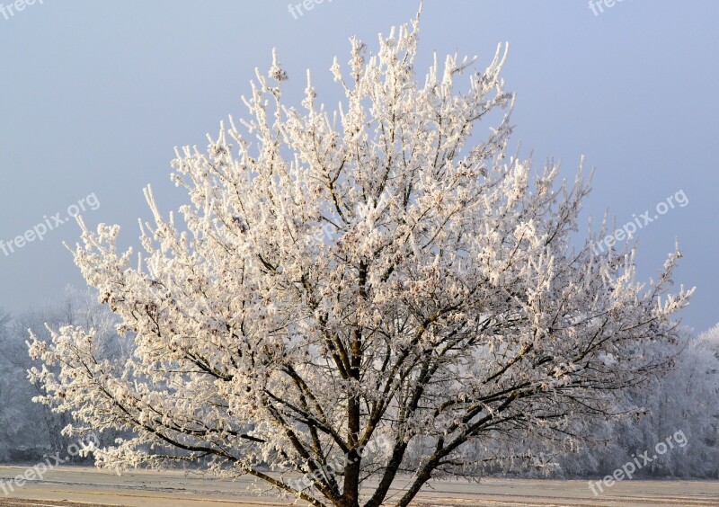 Winter Frost Plant Ice Wintry