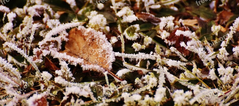 Leaves Winter Frost Ice Frozen