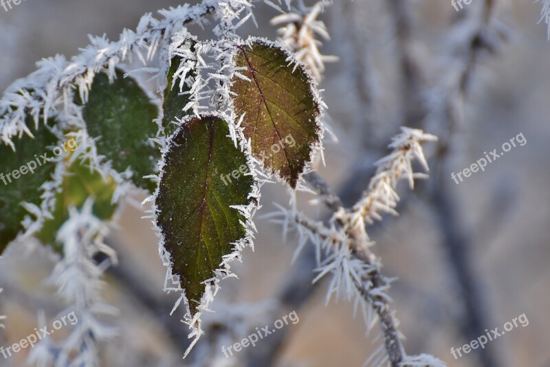 Leaves Winter Frost Ice Frozen