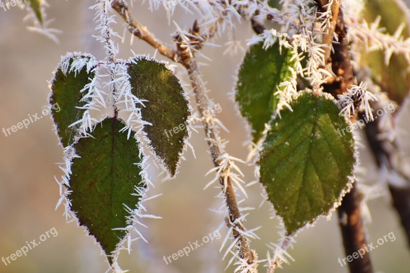 Leaves Winter Frost Ice Frozen