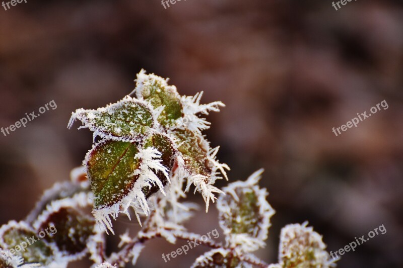 Leaves Winter Frost Ice Frozen