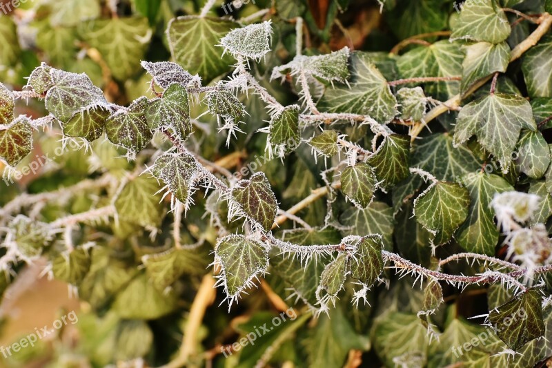 Leaves Ivy Winter Frost Ice