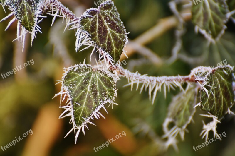 Leaves Ivy Winter Frost Ice