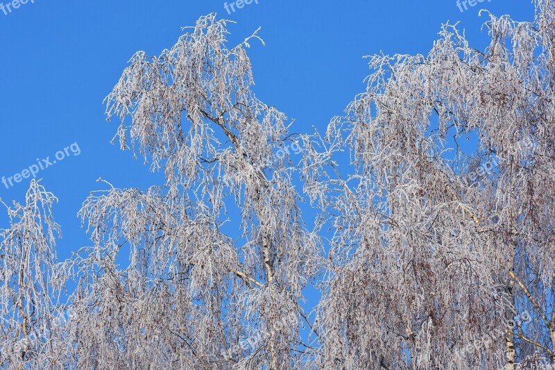 Blue Sky Tree Winter Frost Hoarfrost