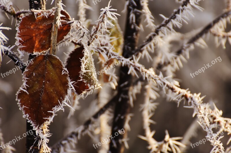 Leaves Winter Frost Ice Frozen