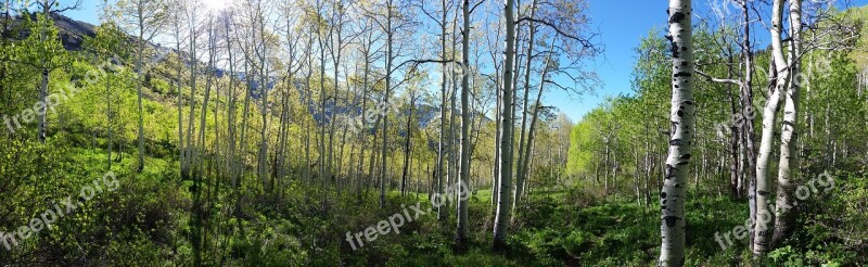 Aspen Forest Spring Mountain Sunburst