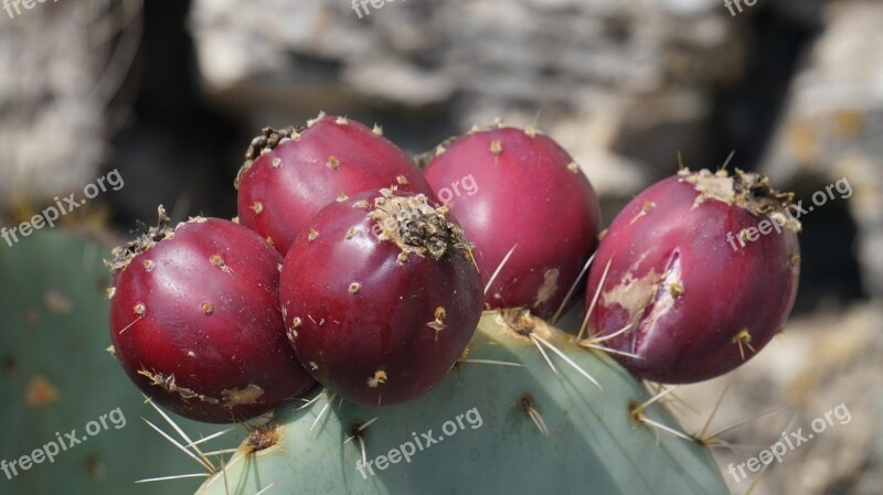 Cactus Fruits Fruit Plant Prickly Pear