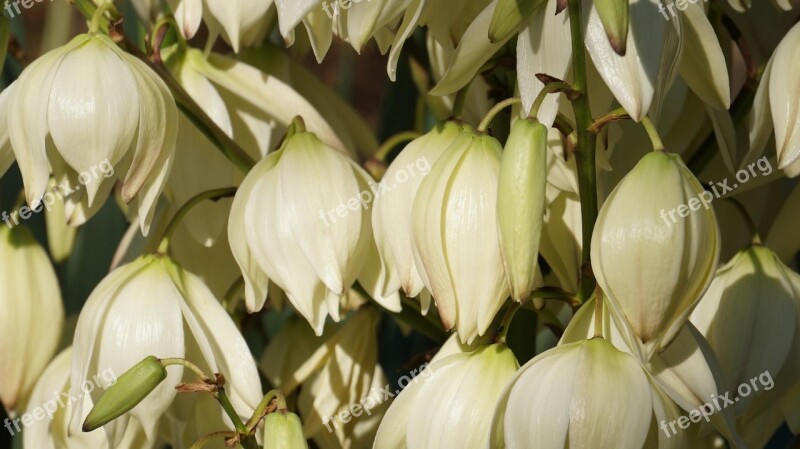 Yucca Flowers White Yucca Palm Free Photos