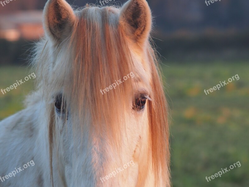 Horse Camargue Horse Portrait Nature Free Photos