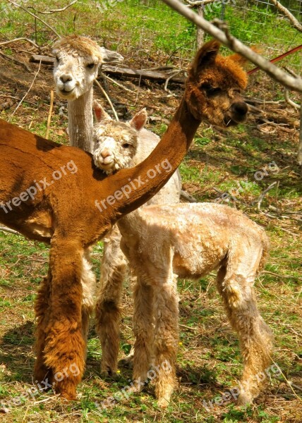 Alpacas Fleece Fiber Animal Mammal