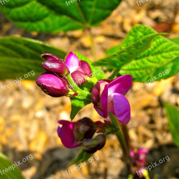 Garden Beans Vegetable Food Agriculture