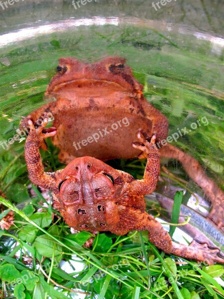 Frog Toad Amphibian Wildlife Green