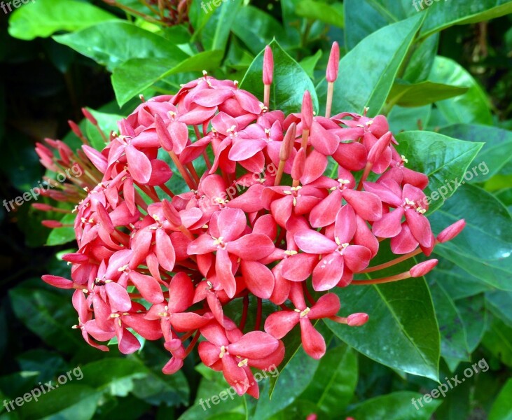 Frangipani Plumeria Rubra Temple Plant Exotic Bloom