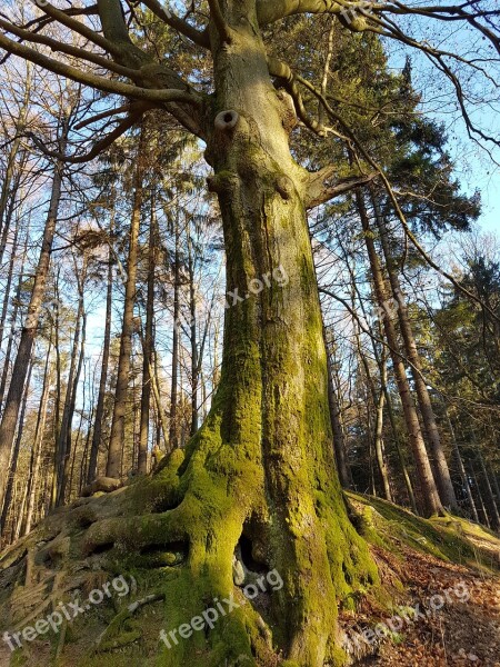 Force Tree Forest Root Free Photos